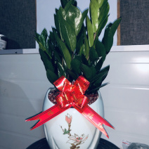 梅花高盆金钱树，特级，好好先生园艺供应