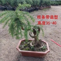 澳洲杉植物盆栽不老松盆景素材四季长青室内客厅造型盆