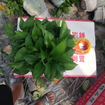 180#叶片墨绿，冠幅密度都属于A级货，基地直供
