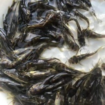 高品质的黄骨鱼苗，各种规格都有