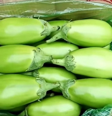 青茄子长年供应,,基地直发,保质保量.诚信经营