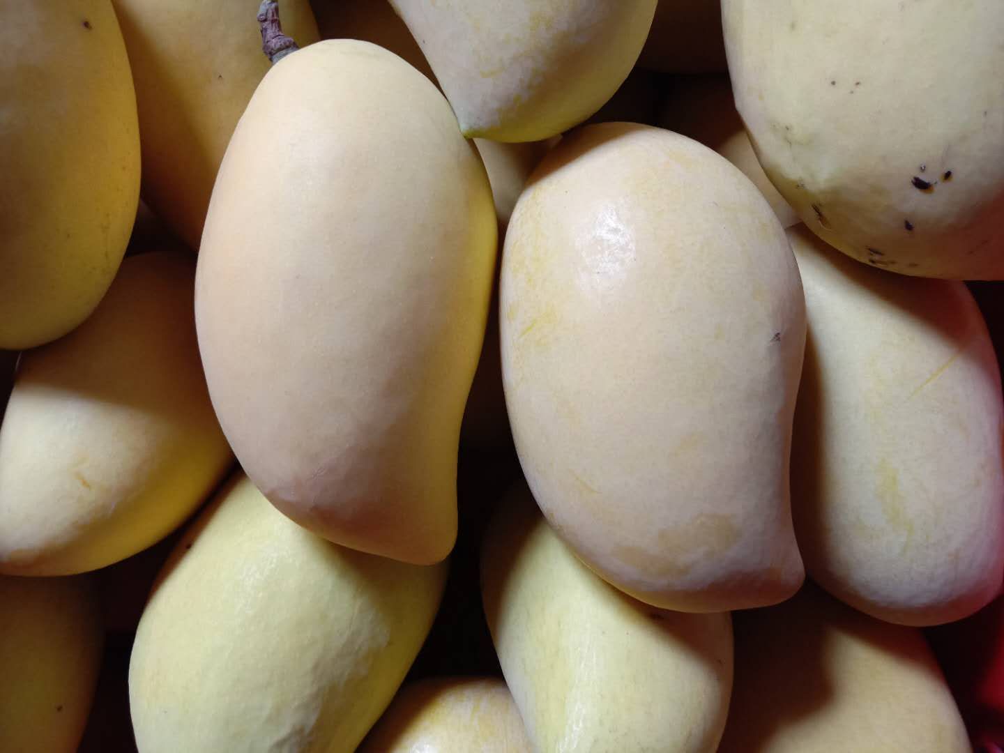 鹰嘴芒果成熟果实特写