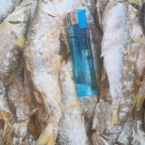 渤海湾虾皮里面拣的大熟鱼