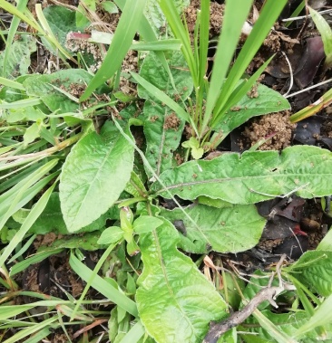 云南野生地胆草草鞋底地胆头新鲜无水发霉腐烂包赔