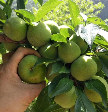 [青脆李子批发]茂县青脆李已经大量上市价格3.00元/斤 - 一亩田