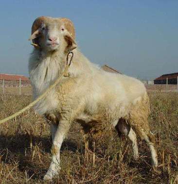 纯种高腿小尾寒羊种公羊羊羔优良怀孕母羊繁殖力强适合各地区