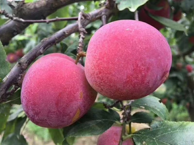 布鲁克斯车厘子特写果实图：单果饱满、果柄粗短、表皮覆天然蜡质层，呈现均匀深红色泽，果脐微凹，背景为智利中部山谷阳光下的挂果枝条