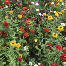 百日草种子花期长花大颜色丰富花海品种一件代发