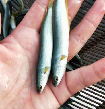 優質淡水銀鱈魚苗 大鱗䰾魚苗 淡水魚苗 高檔魚苗活體