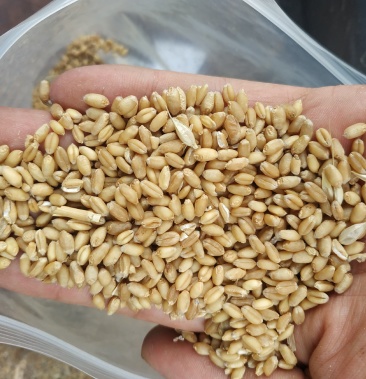 2020软质小麦泛麦8号