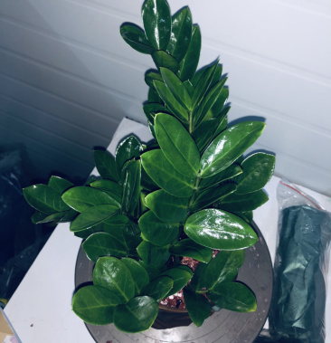 组合圆叶金钱树特级好好先生园艺供应