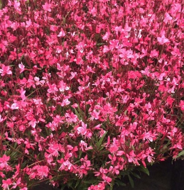 千鸟花红盆小袋多年生四季开花耐寒耐干