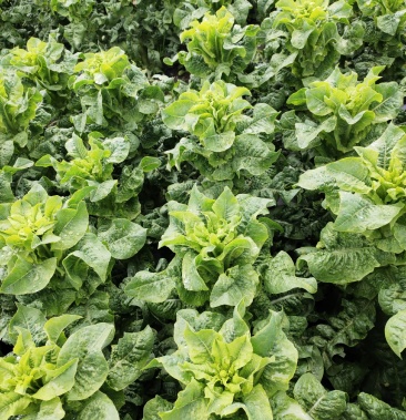 三青莴笋毛菜肉绿,鲜,杆子颜色鲜绿