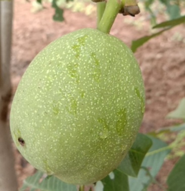 香菱,姆妈,清香,蹽核,等等,品种齐全.