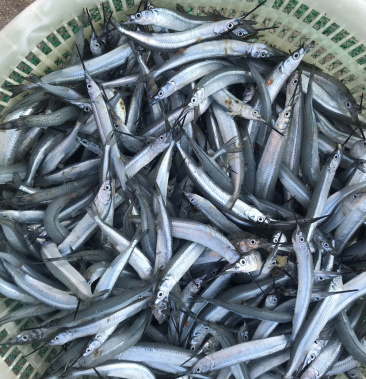 [带鱼批发]针鱼 马布鱼 针良鱼价格15.00元/斤 - 一亩田