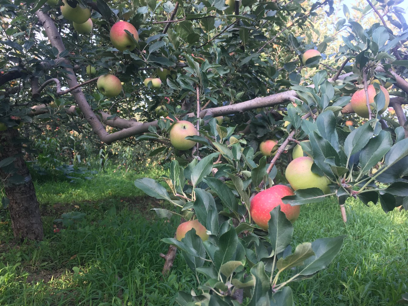 果园中的嘎啦苹果树