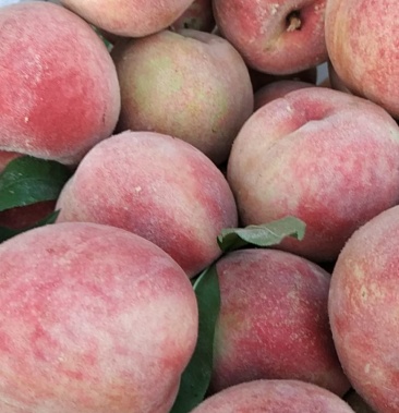 贵州省石阡县五德镇苹果桃待出售