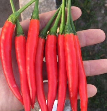 新鲜的艳红辣椒大量上市批发