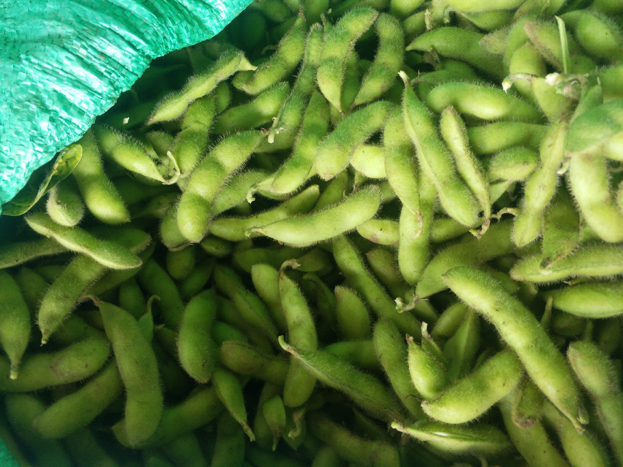 毛豆角的特写，展示其新鲜翠绿的状态