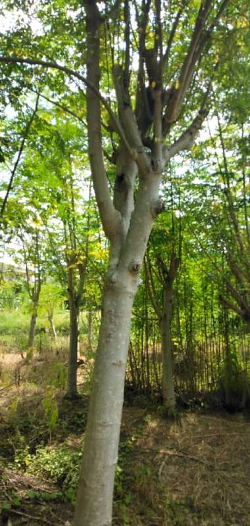 50/棵印度辣木,量大从优,详情请联系客服.