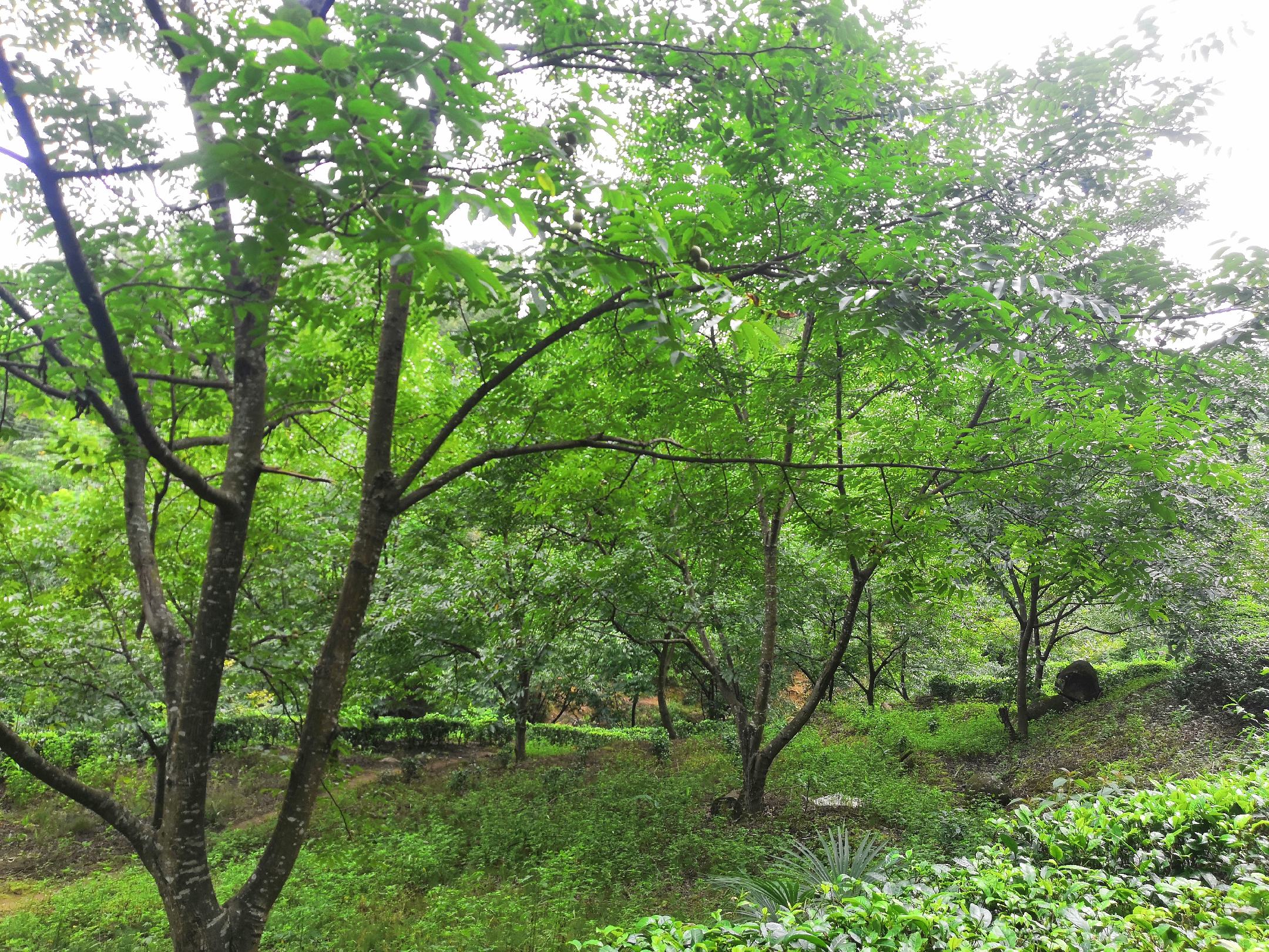 野生薄皮核桃树与果实特写