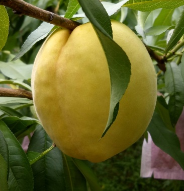 [李子批发]锦秀黄桃,黄金奈李.价格10.00元/斤 - 一亩田