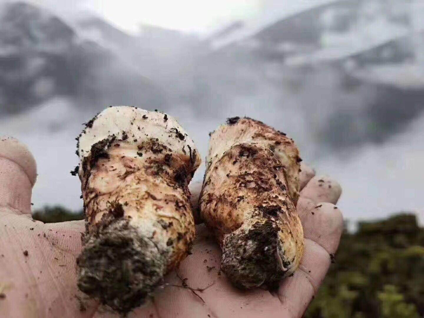 松茸的营养价值