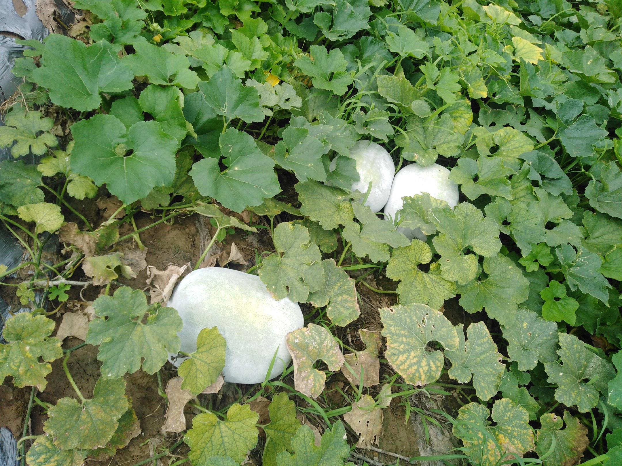 冬瓜田间生长实景图