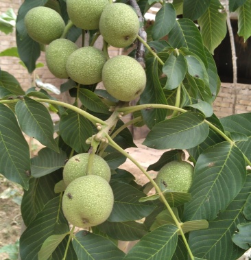 香菱,新品种杂果,货源充足,物美价廉