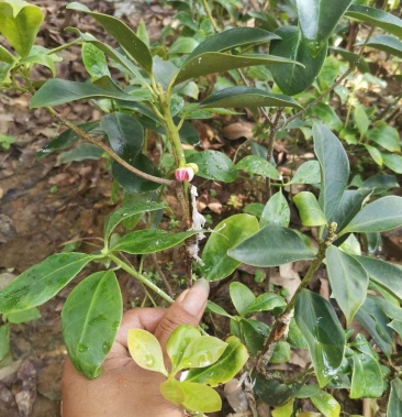 优质八角嫁接苗现货供应