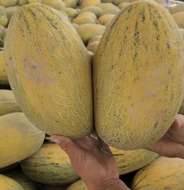 伽师八六王三斤到八斤左右的