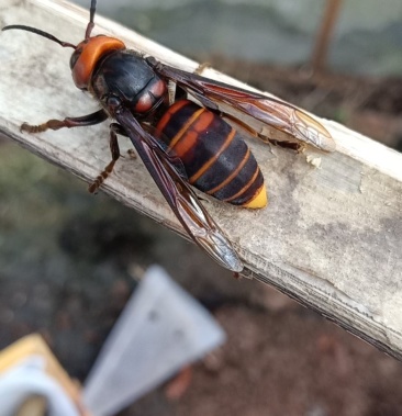 金环虎头蜂老蜂批发零售