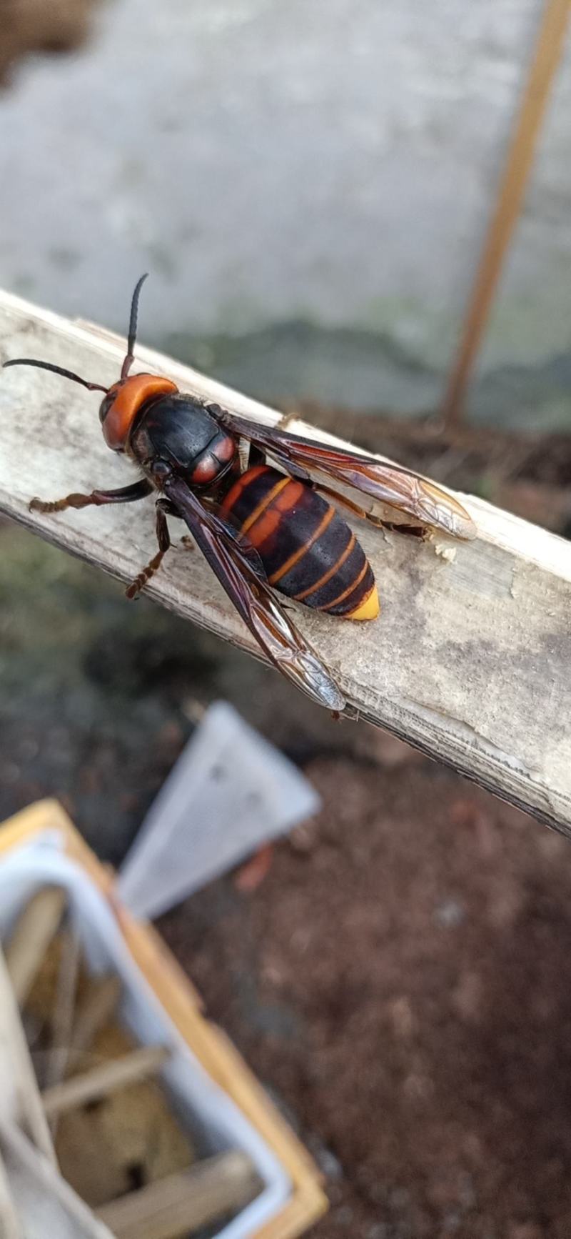 金环虎头蜂老蜂.批发.零售