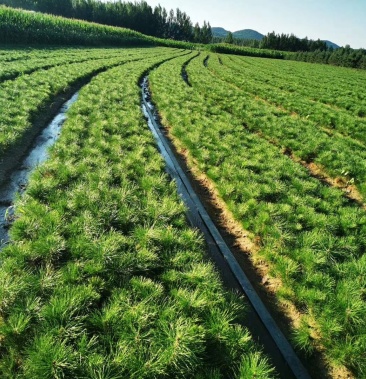 出售红松苗各种规格上山苗