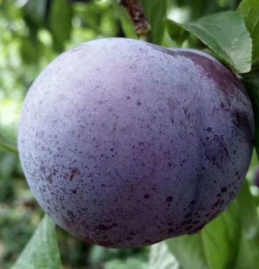 黑布朗李子酸甜可口