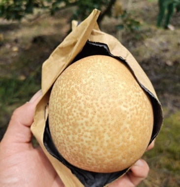 优质套袋桂花梨上市,味道甜,果皮光滑细嫩,有需要的请联系