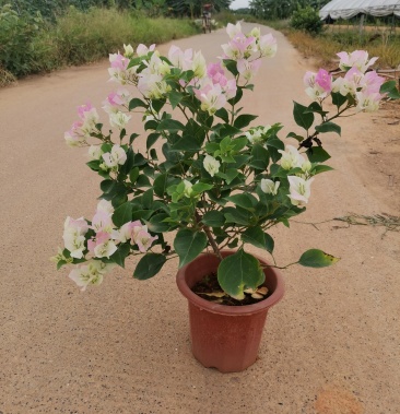 勤花红盆白里透红三角梅