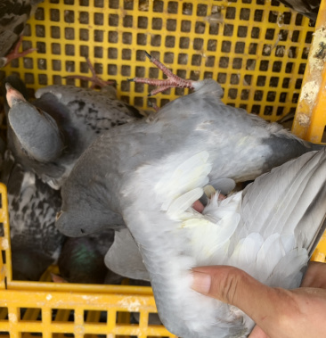 乳鸽中鸽三年以上老鸽