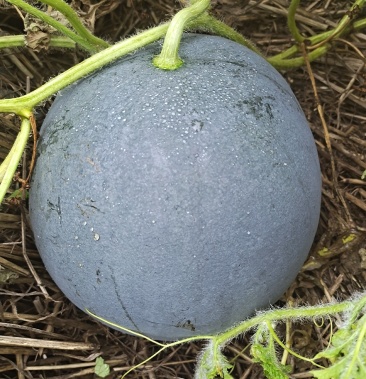 亳州黑皮无籽西瓜大量上市,口感好,瓜瓤大红