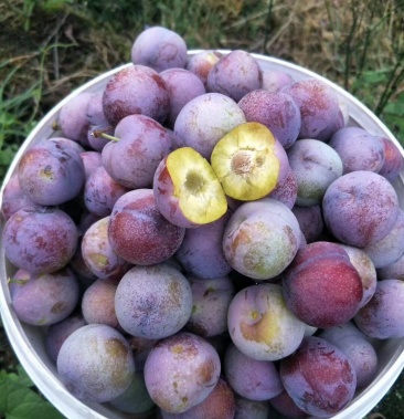 [五月脆李子批发]五月脆蜂糖李大量上市.东坡区.丹棱县顺龙乡.价格2.