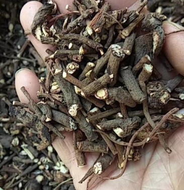 中草药血党大瑶山血党血党