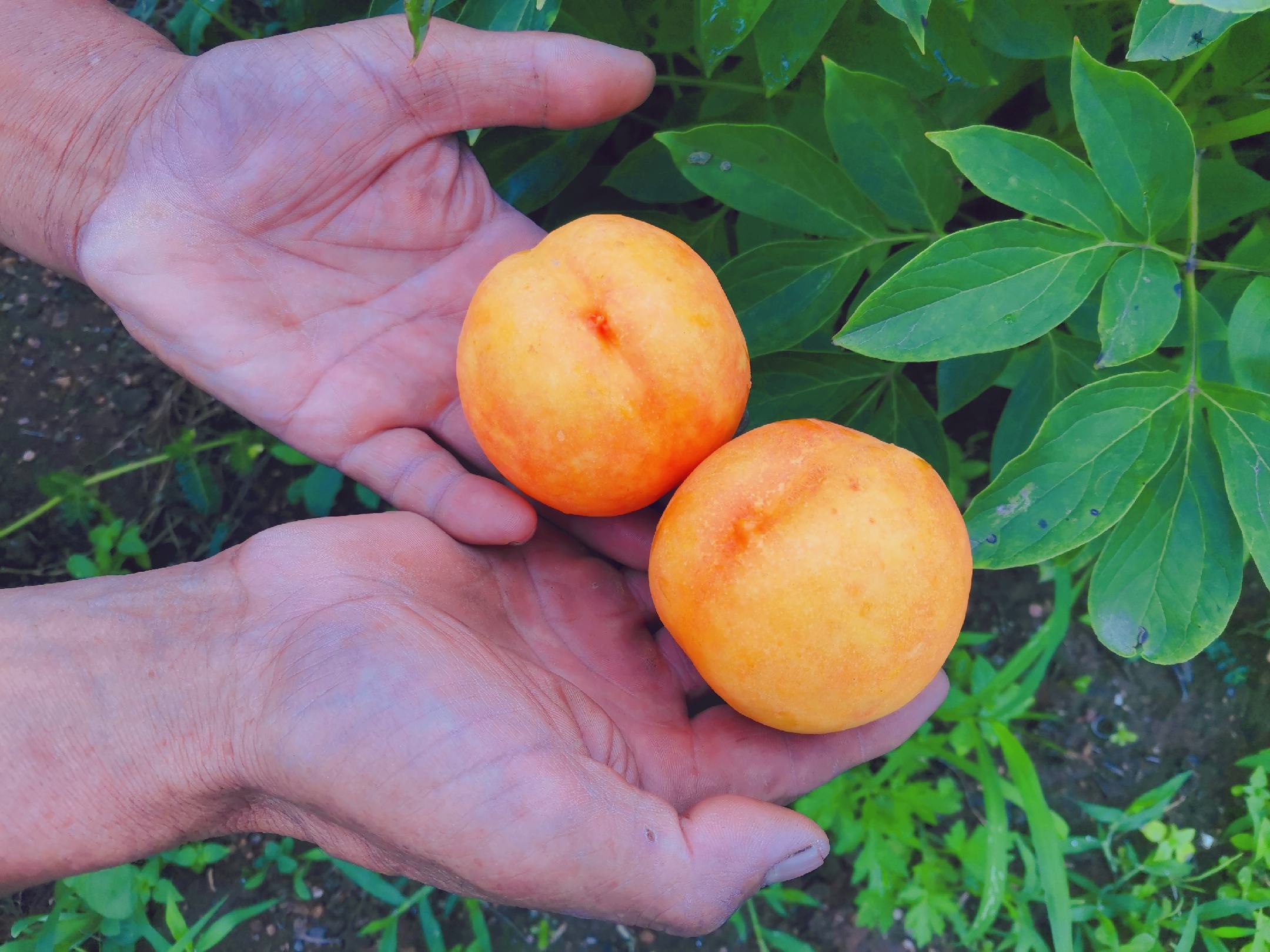 果农采摘黄巨油桃场景