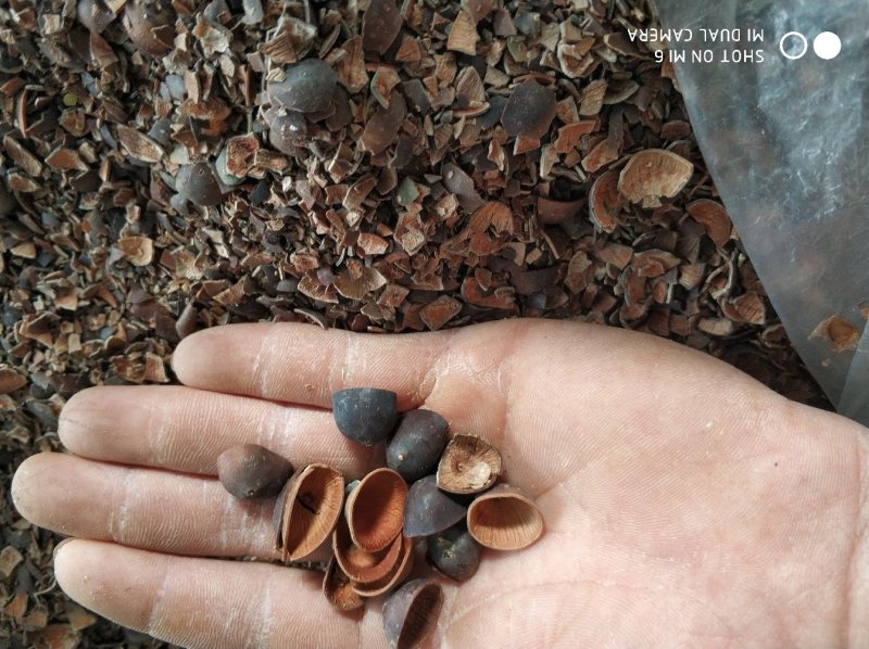 莲壳粉碎莲子壳干莲子壳莲子壳