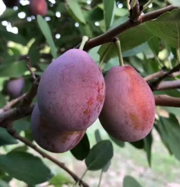 正宗新疆喀什地区伽师县的西梅