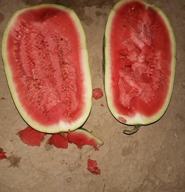 宁夏西沙瓜硒砂瓜石头缝里出来的口感好甜度好质量保证