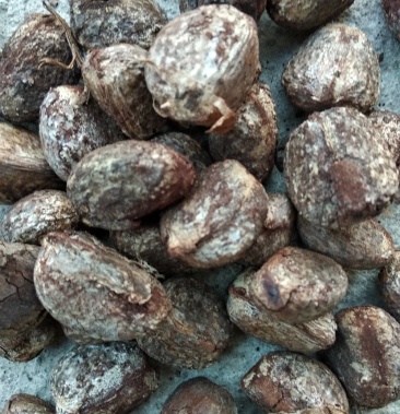 [油桐籽批发]油桐,油桐,油桐,出油率高,油质好,产区直供价格3.