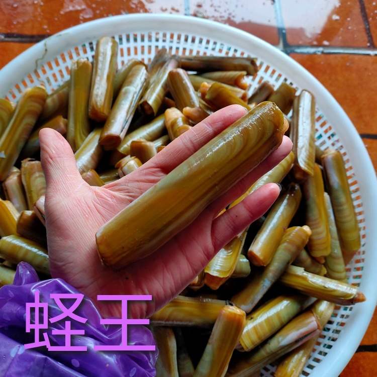 辽宁丹东东港 鲜活蛏子大蛏王刀把蛏竹节蛏美人蛏海蛏鸭嘴蛏