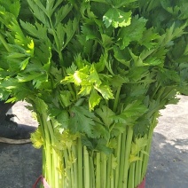 黄心西芹叶片好颜色好