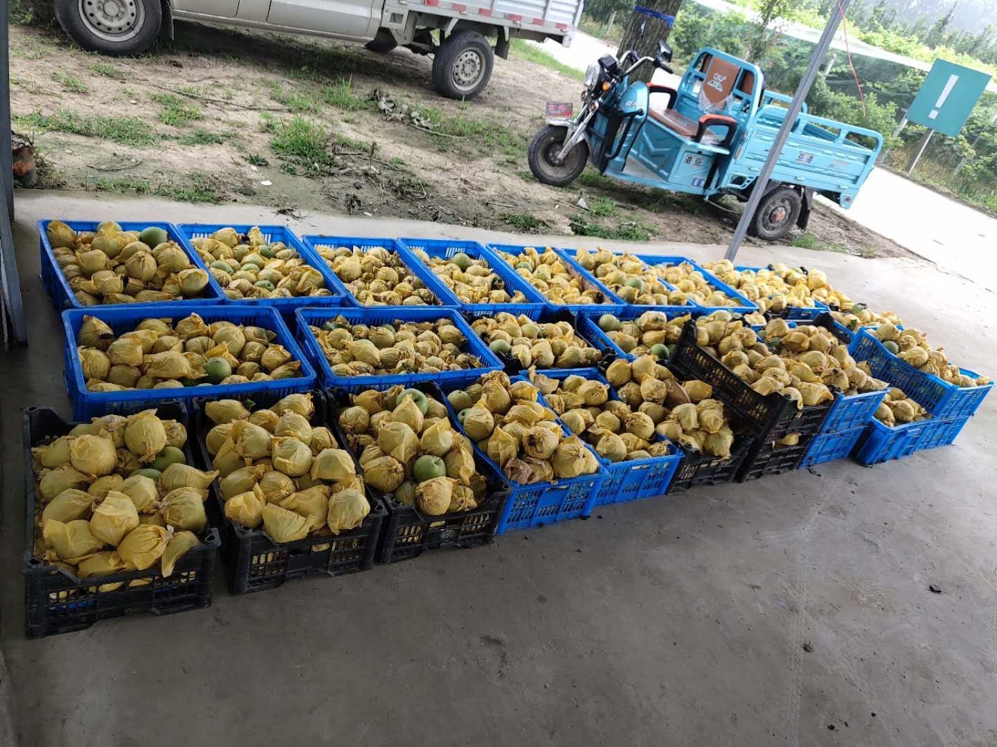 翠冠梨采摘与包装现场