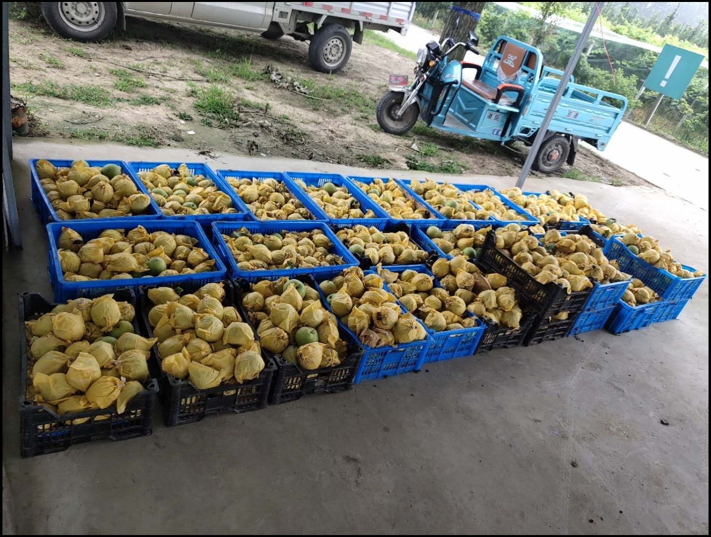 翠冠梨果园丰收景象